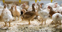 perdue-chicken-coop perdue-chicken-coop