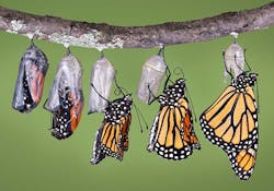 butterfly-crysalis butterfly-crysalis