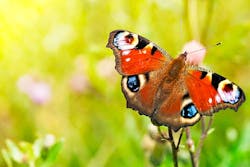 peacock-butterfly peacock-butterfly