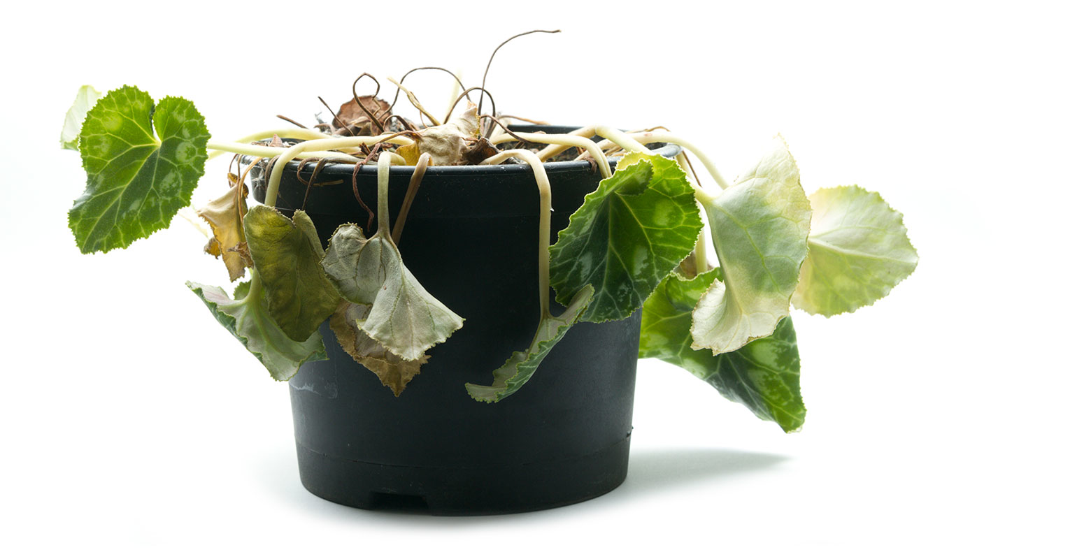 wilted plant in a pot