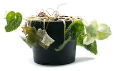 wilted plant in a pot
