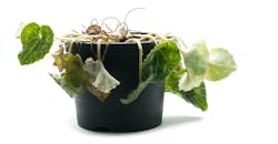 wilted plant in a pot wilted plant in a pot