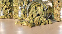 marijuana buds in a glass jar
