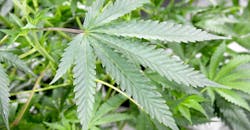 marijuana leaf marijuana leaf