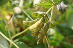 soybeans soybeans