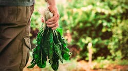 Industryweek 35138 Farmer Harvesting Lettuce 3 txt