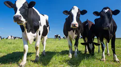 cows