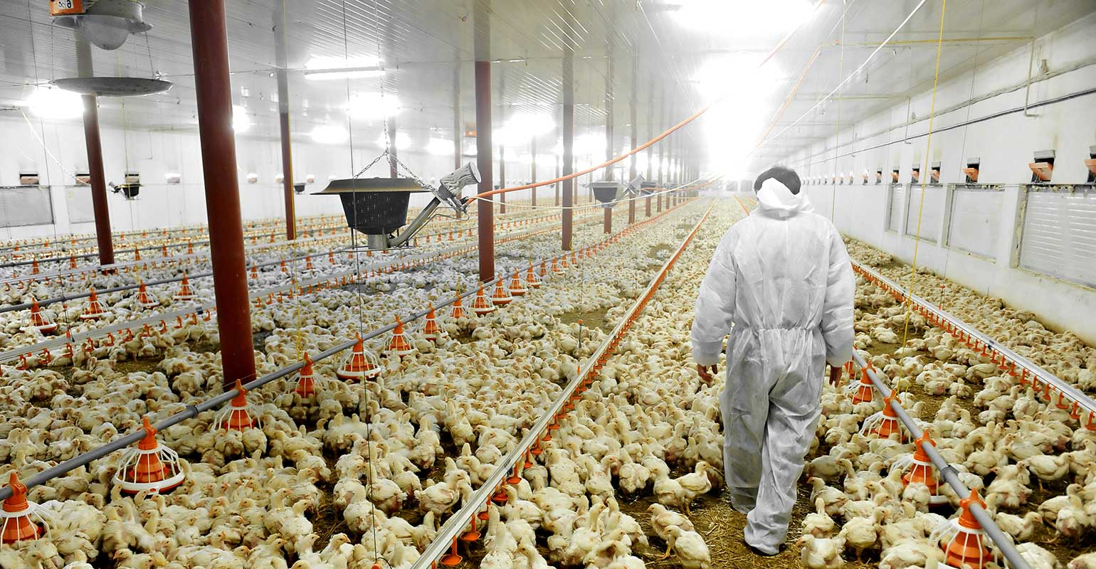 chicken-factory-farm-worker-roibu-istock-gettyimagesplus.jpg