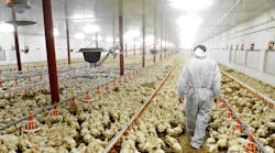 Industryweek 35853 Chicken Factory Farm Worker Roibu Istock Gettyimagesplus