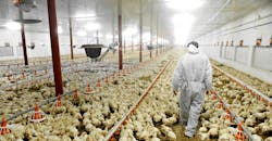 chicken-factory-farm-worker-roibu-istock-gettyimagesplus.jpg chicken-factory-farm-worker-roibu-istock-gettyimagesplus.jpg
