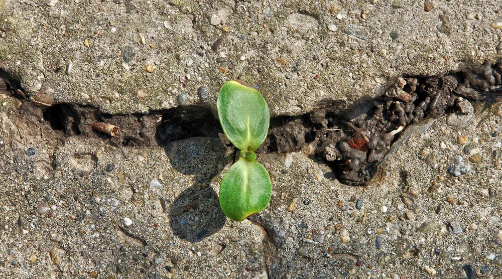 Industryweek 36265 Resilient Leaf Growing Through Rocks