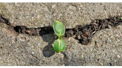 Industryweek 36265 Resilient Leaf Growing Through Rocks