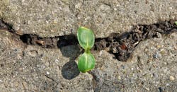 resilient-leaf-growing-through-rocks.jpg resilient-leaf-growing-through-rocks.jpg