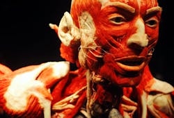 Digital anatomy Digital anatomy