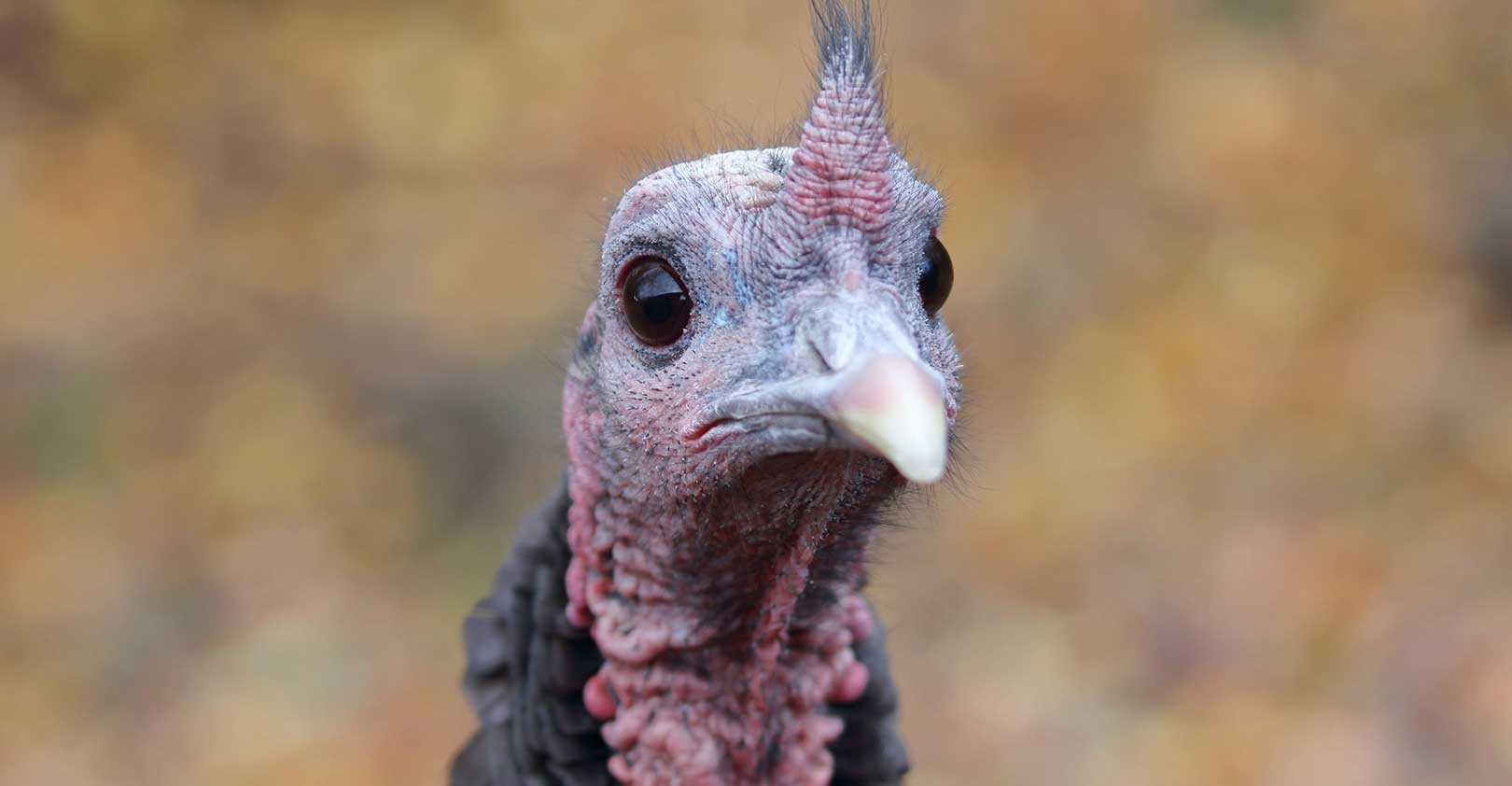 wild-turkey-face-istock-getty.jpg