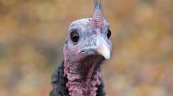 Industryweek 36610 Wild Turkey Face Istock Getty