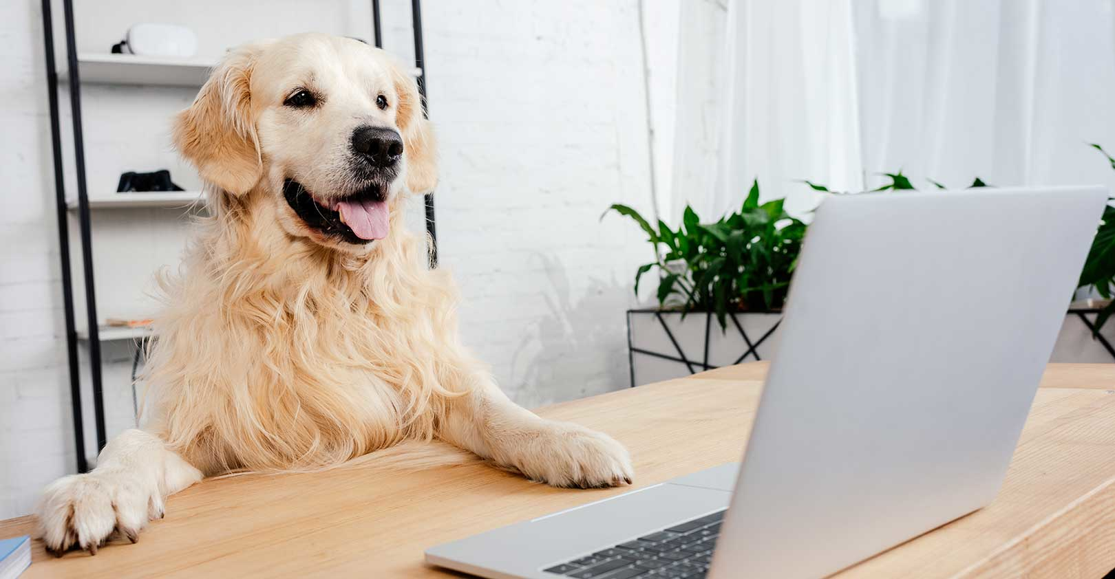dog-golden-retriever-at-desk-laptop-cute-istock-getty.jpg