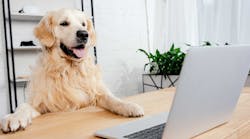 Industryweek 36678 Dog Golden Retriever At Desk Laptop Cute Istock Getty