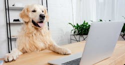 dog-golden-retriever-at-desk-laptop-cute-istock-getty.jpg dog-golden-retriever-at-desk-laptop-cute-istock-getty.jpg