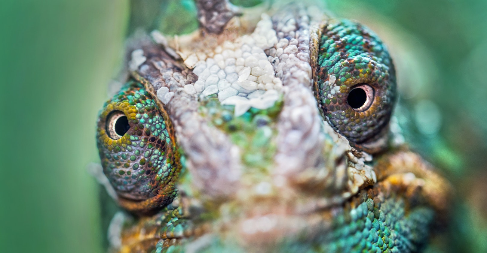 David Clode L Xfaf 8wn Ns Unsplash 5eecb3e221f81