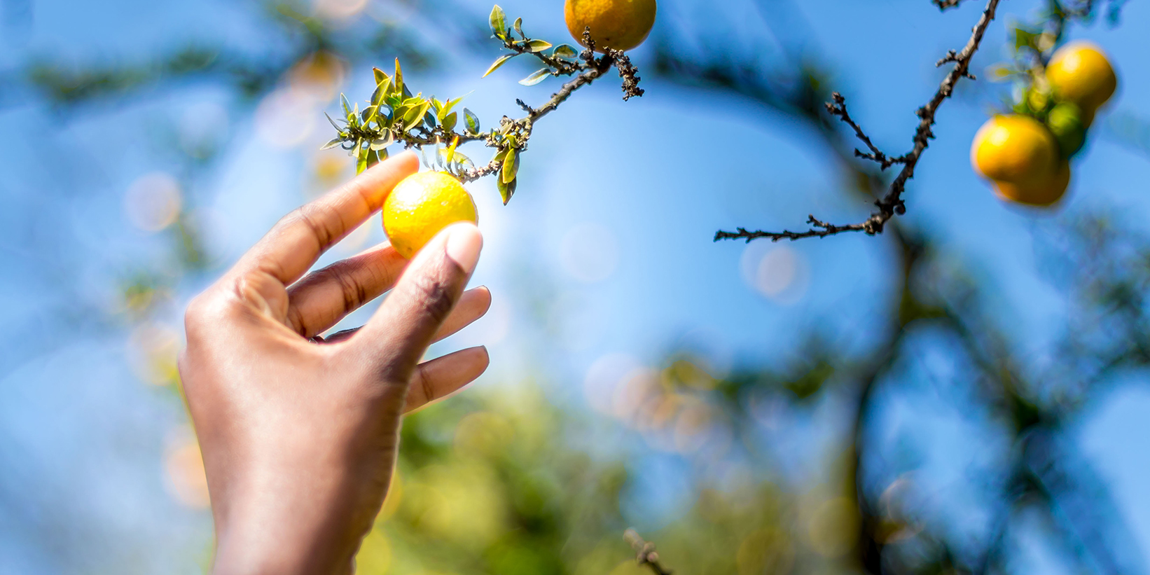 Low Hanging Fruit 5f5f982a591ab