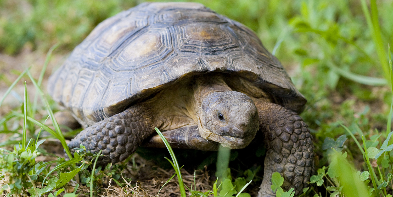 Turtle 5f8ddca9daa5d