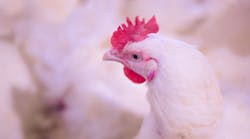 Chicken In Farm Closeup Profile Comb Chicken Bird Meat Farm &copy; Chayakorn Lotongkum Dreamstime