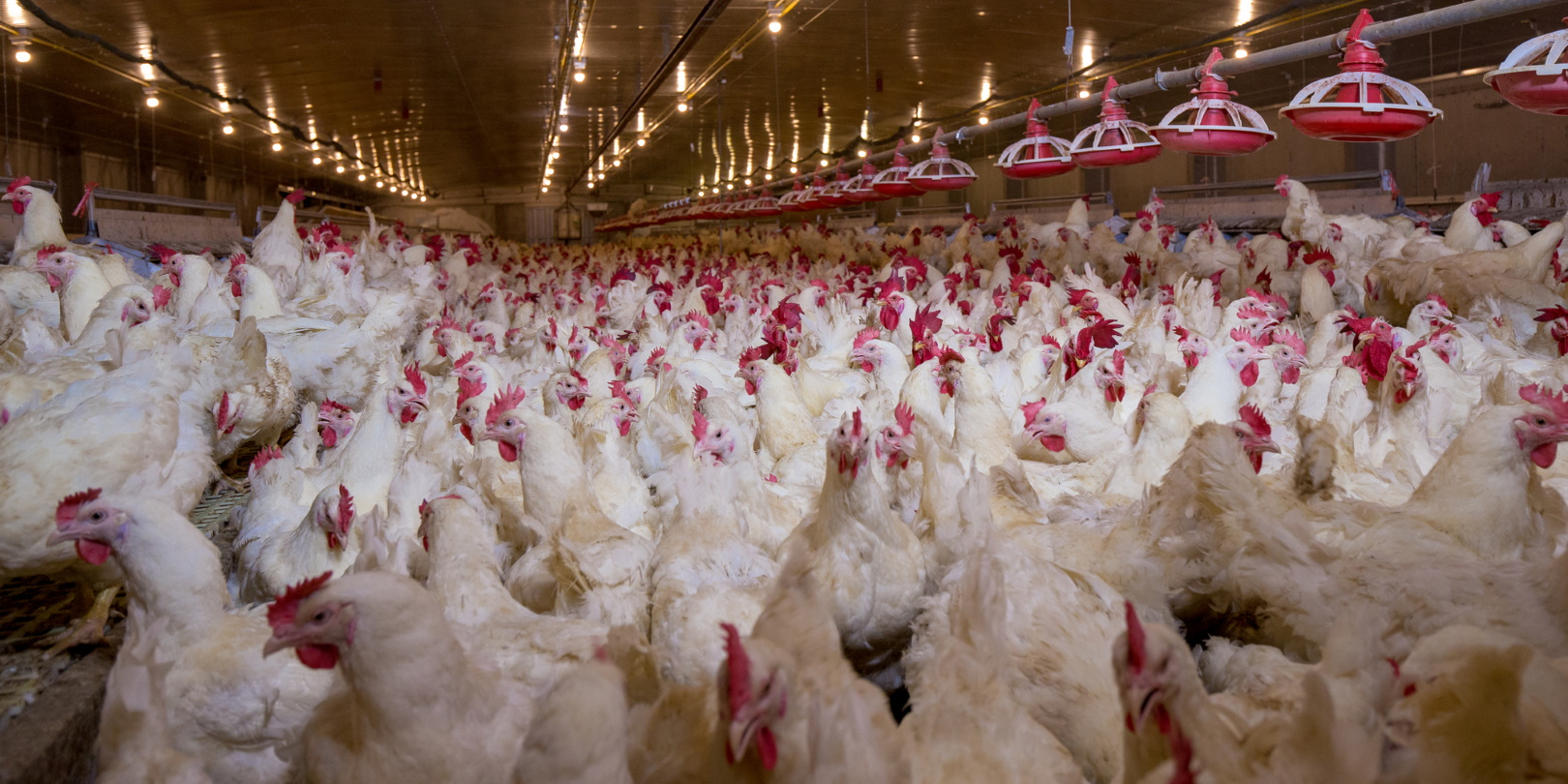 Chickens In Barn Chayakorn Lotongkum Dreamstime 5f87de1179056