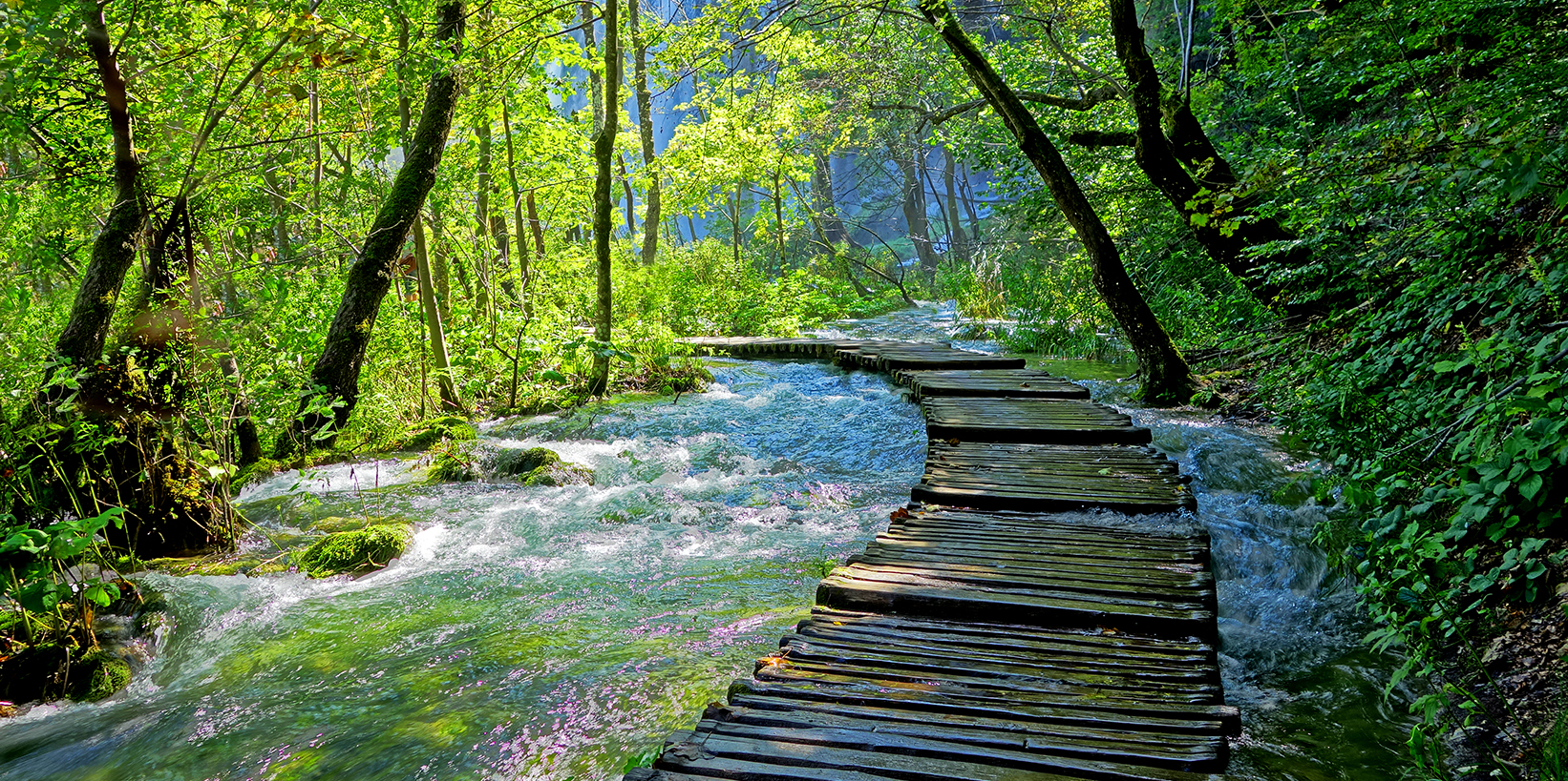 Clear Path 5f871f7176a26