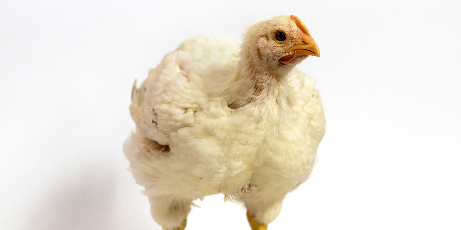 Chicken Fuzzy Feathery White Chicken Beak Meat Poultry Broiler Chicken Wildlife World Dreamstime 60368c33b450b