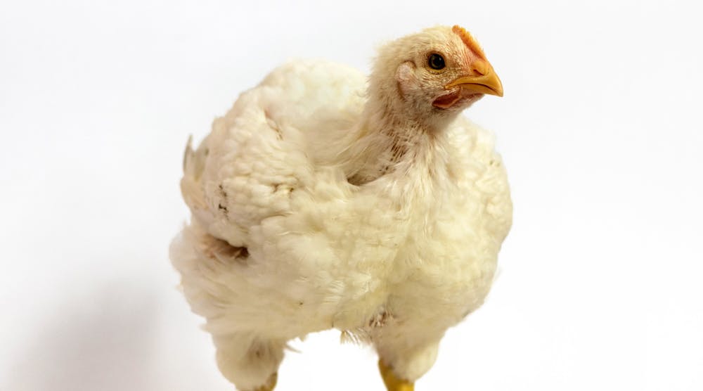 Chicken Fuzzy Feathery White Chicken Beak Meat Poultry Broiler Chicken &copy; Wildlife World Dreamstime