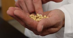 Soybeans 6044037589f7a Soybeans 6044037589f7a