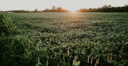 Meredith Petrick T Cc A Nibn Cc Unsplash Meredith Petrick T Cc A Nibn Cc Unsplash