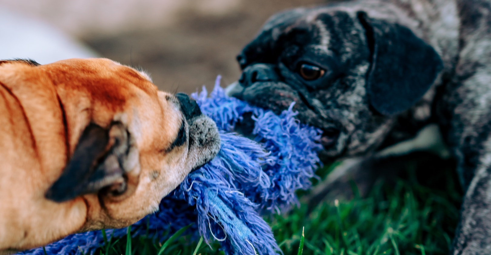 Meritt Thomas Ifk5 R Op Timo Unsplash 6091648348953