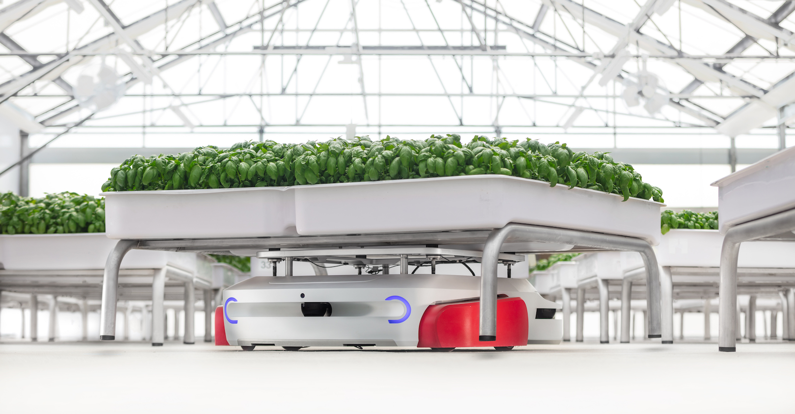 Iron Ox Hero Grover 61548f8dd1db9