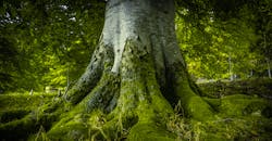 Root Cause 621e93d38ede8 Root Cause 621e93d38ede8