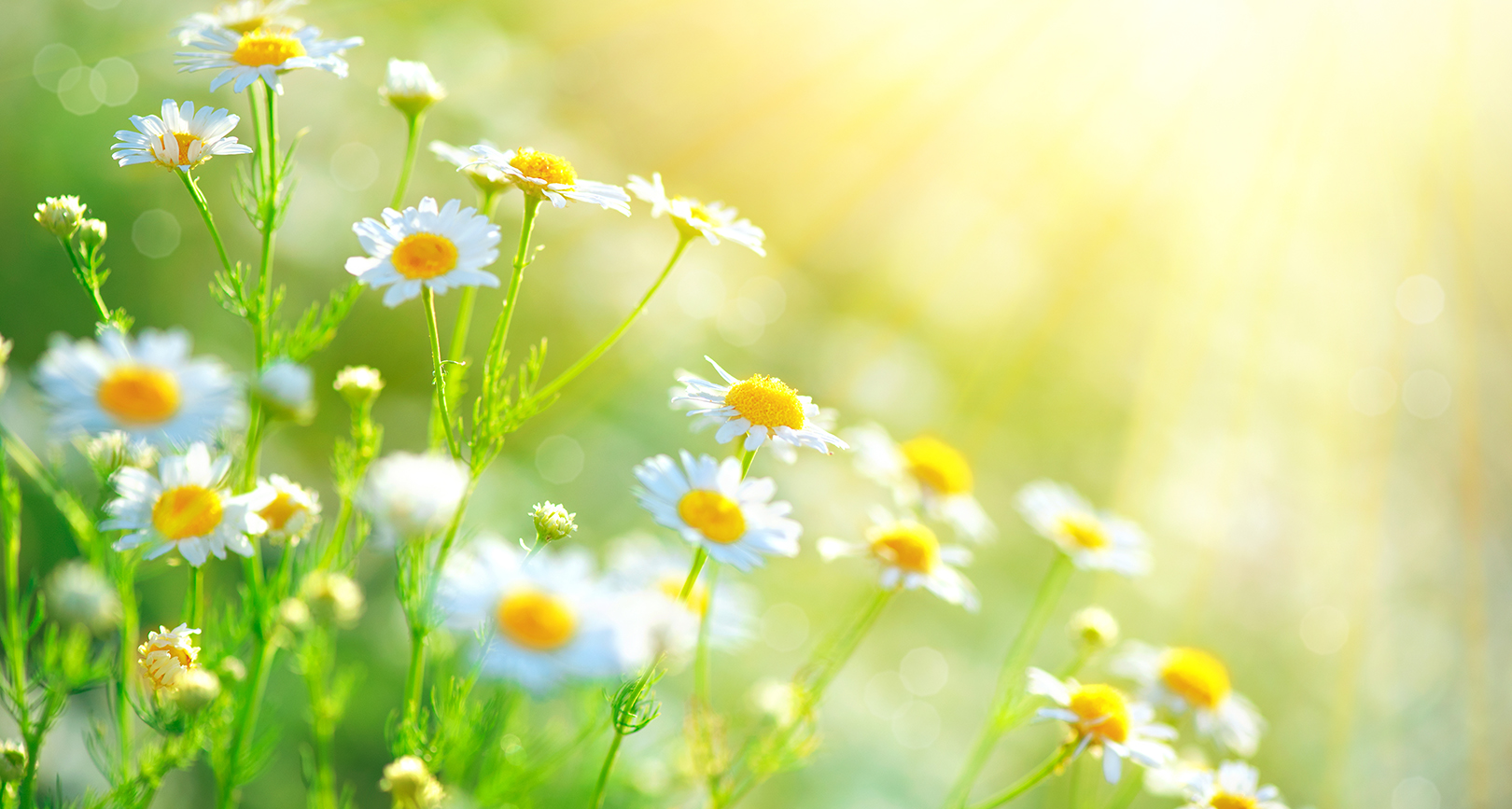 Spring Cleaning 621fde4bde2b2