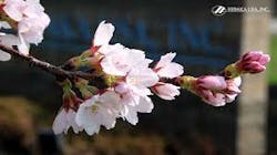 Hidaka Trees Hidaka Trees