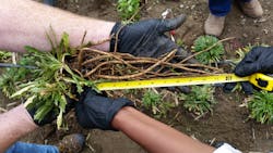 Researchers are looking to commercialize dandelions as a replacement for natural rubber. Researchers are looking to commercialize dandelions as a replacement for natural rubber.