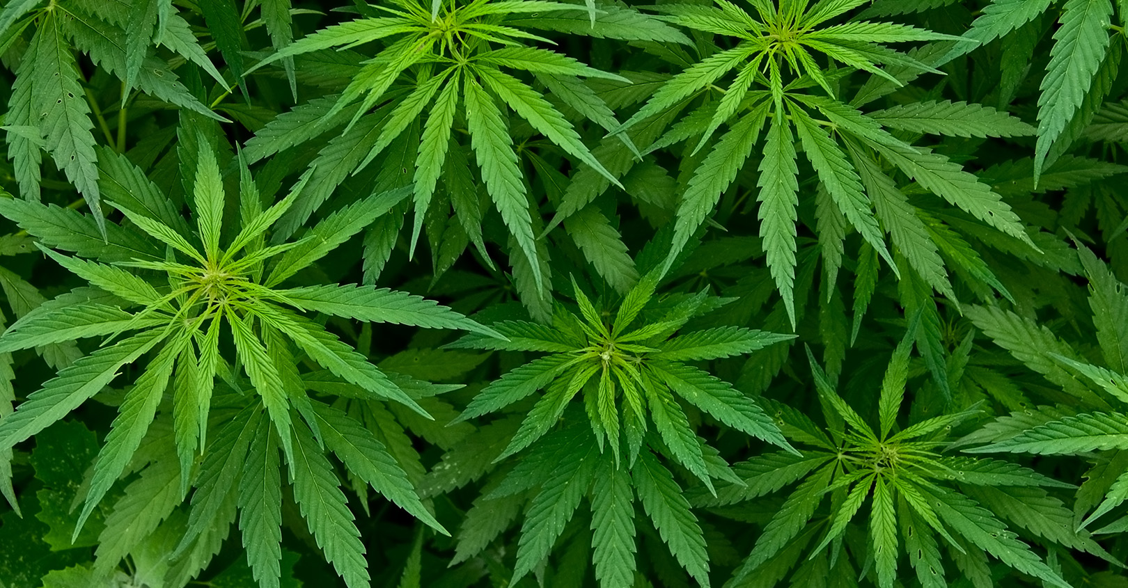 Marijuana Law 625841d9c46a5