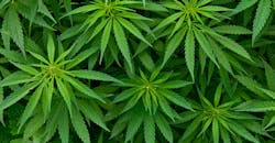 Marijuana Law 625841d9c46a5 Marijuana Law 625841d9c46a5