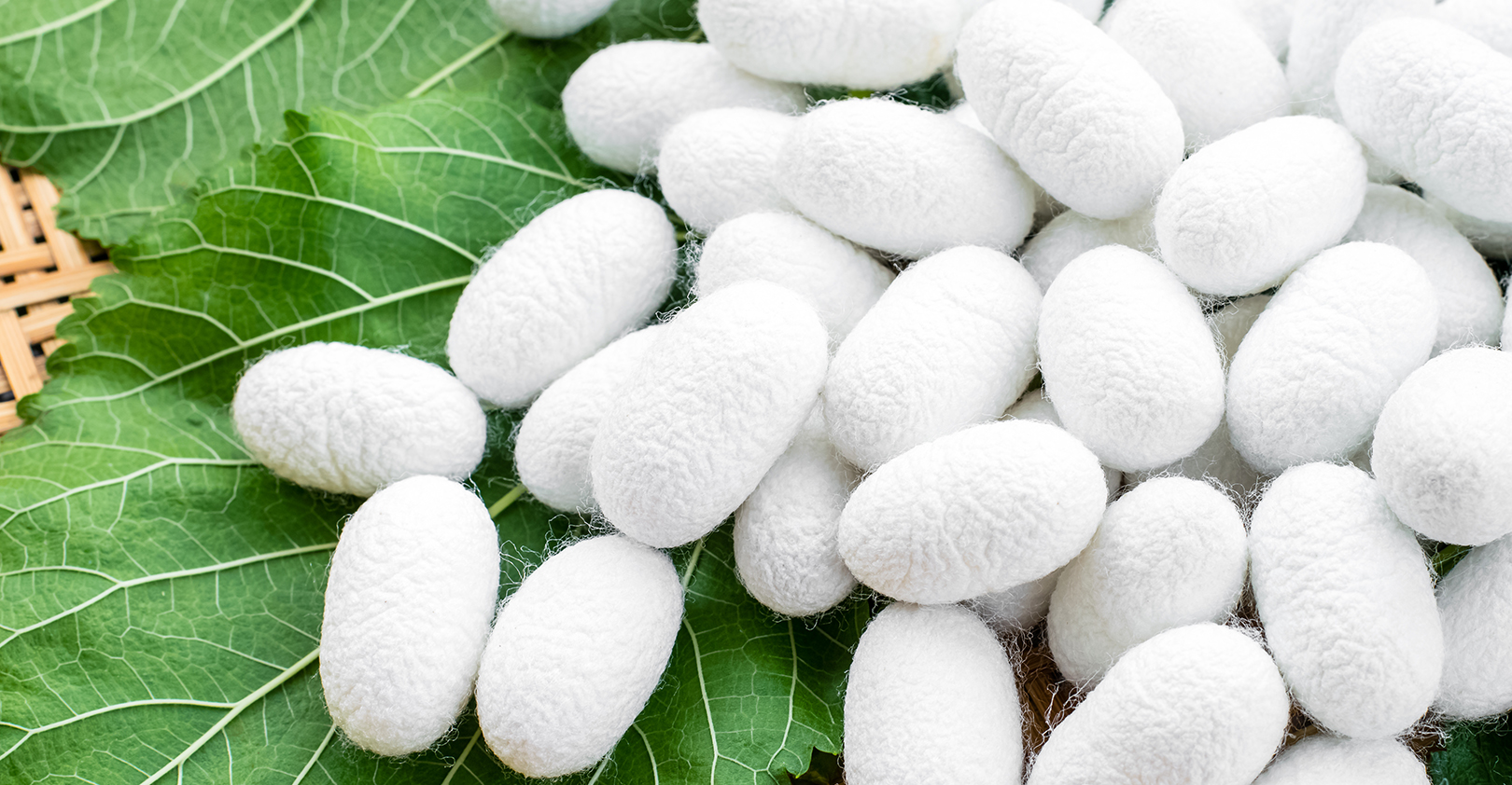 Silkworm Eggs 62d9610d112a6