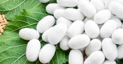 Silkworm Eggs 62d9610d112a6 Silkworm Eggs 62d9610d112a6
