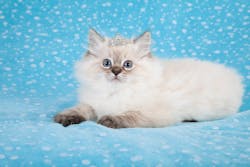 Cat In Tiara 636bf93d4f431 Cat In Tiara 636bf93d4f431