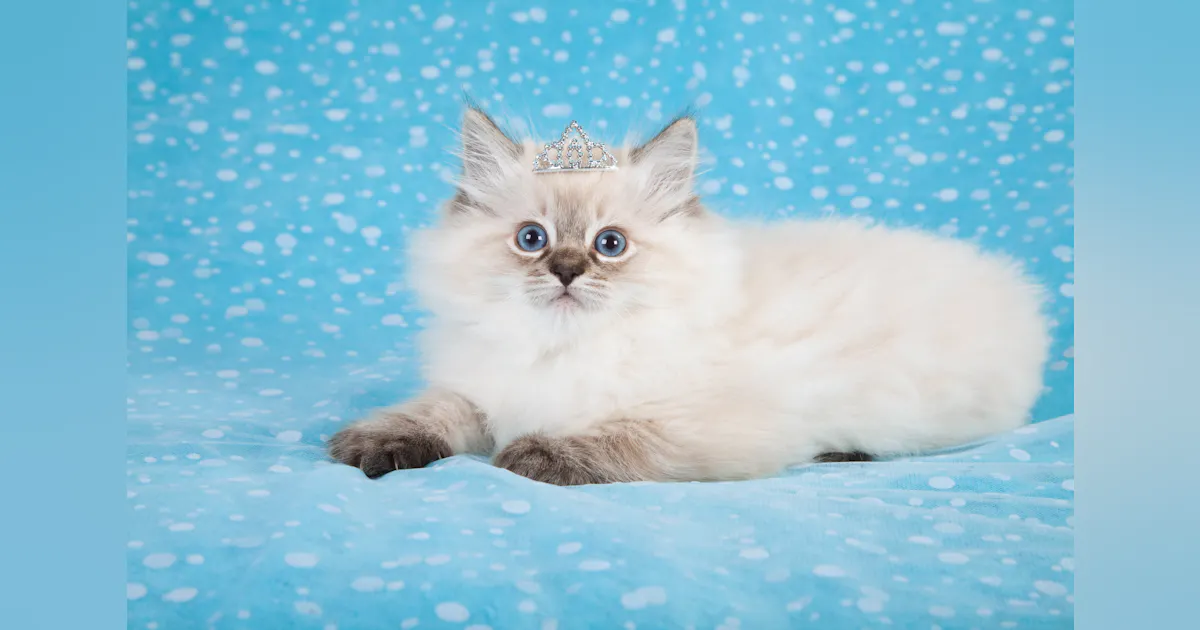 Designing A Pet Food Plant From Tip To Tail IndustryWeek designing-a-pet-food-plant-from-tip-to-tail-industryweek