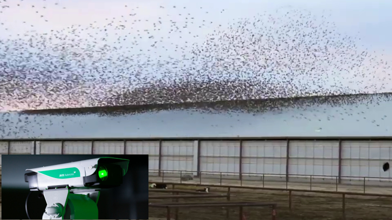 Bird Laser 6375046b6ae35