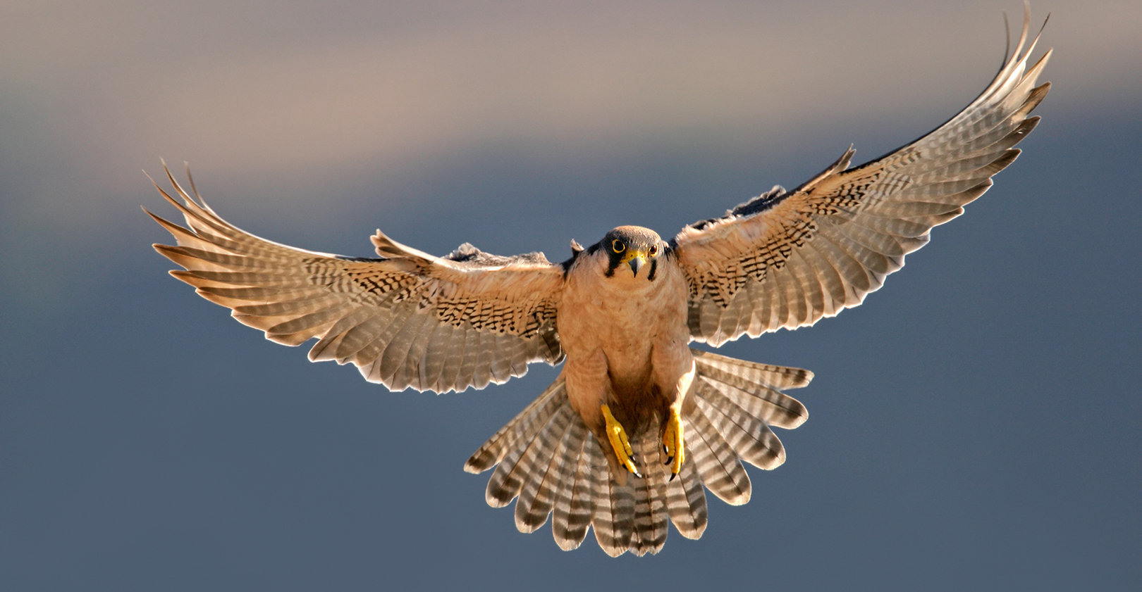 Falcon 63d01b319ff0d