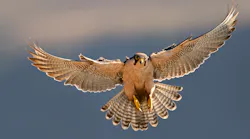 Falcon