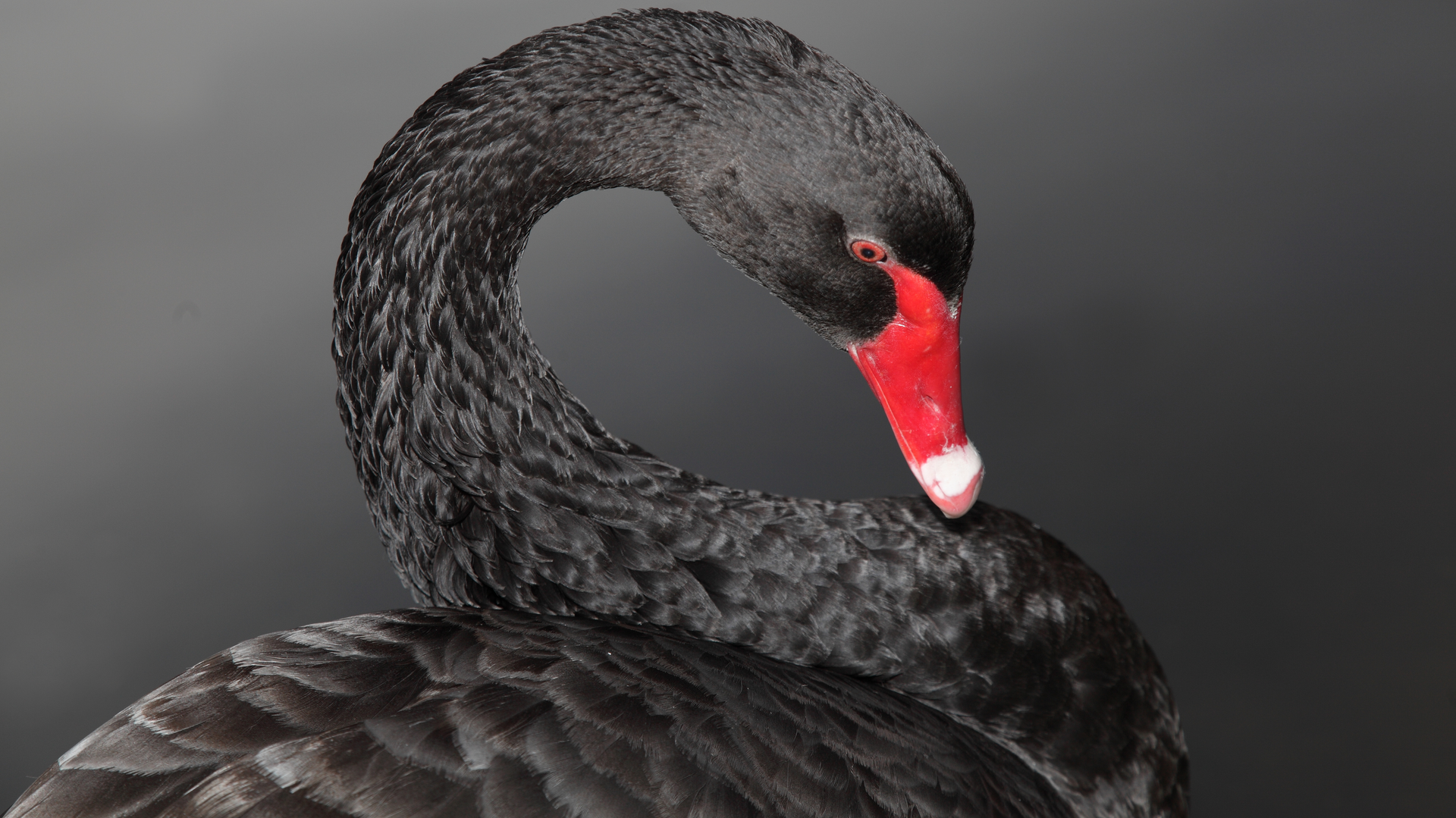 The Next ‘Black Swan’ Is Afoot Can You Recognize the Early Signs of Business Weakness