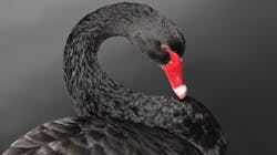 Black Swan 6479092be50fb Black Swan 6479092be50fb